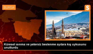 Bozayılar, küresel ısınma ve yaşam alanlarının daralması nedeniyle kış uykusuna yatmadan geçiriyor